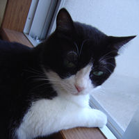 �u���̂݁v�̏Љ�y�[�W��