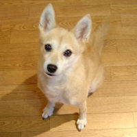 �u�܂���v�̏Љ�y�[�W��